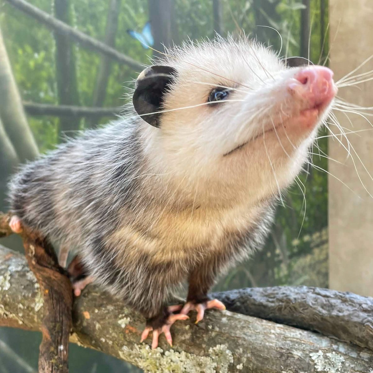 Possum_Daily tweet media