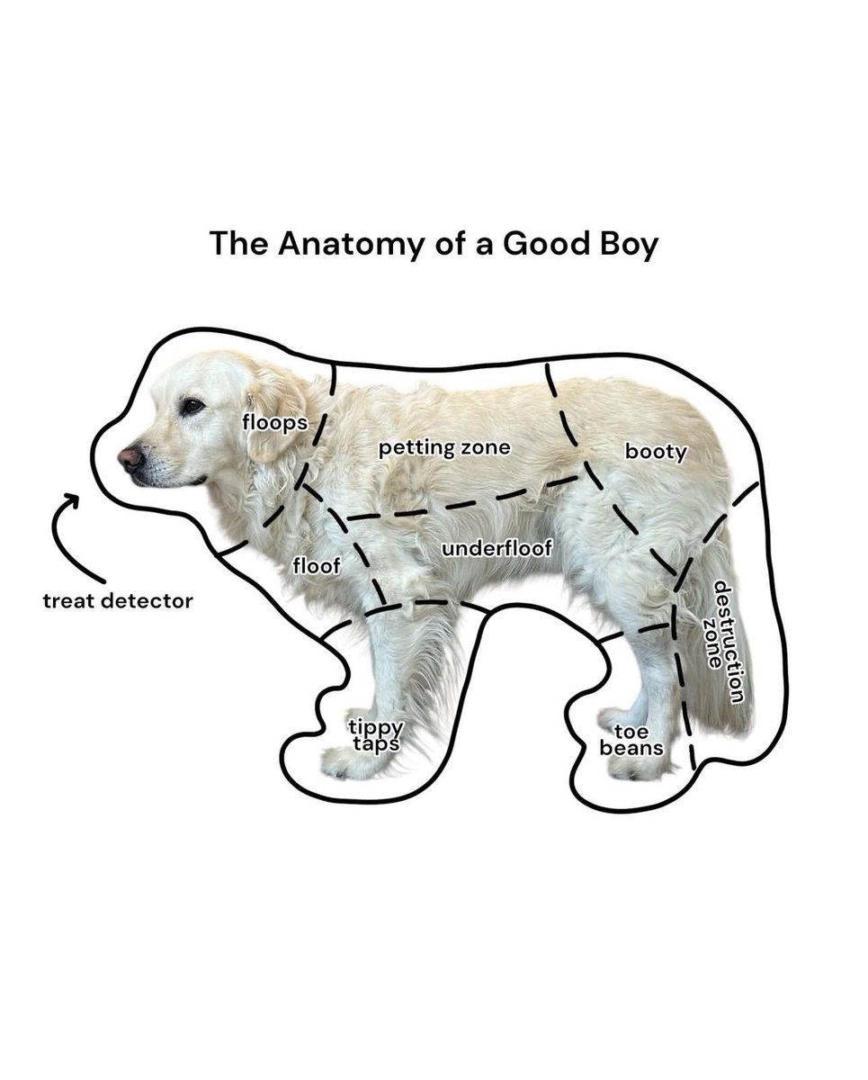 Puppies 🐶 tweet media