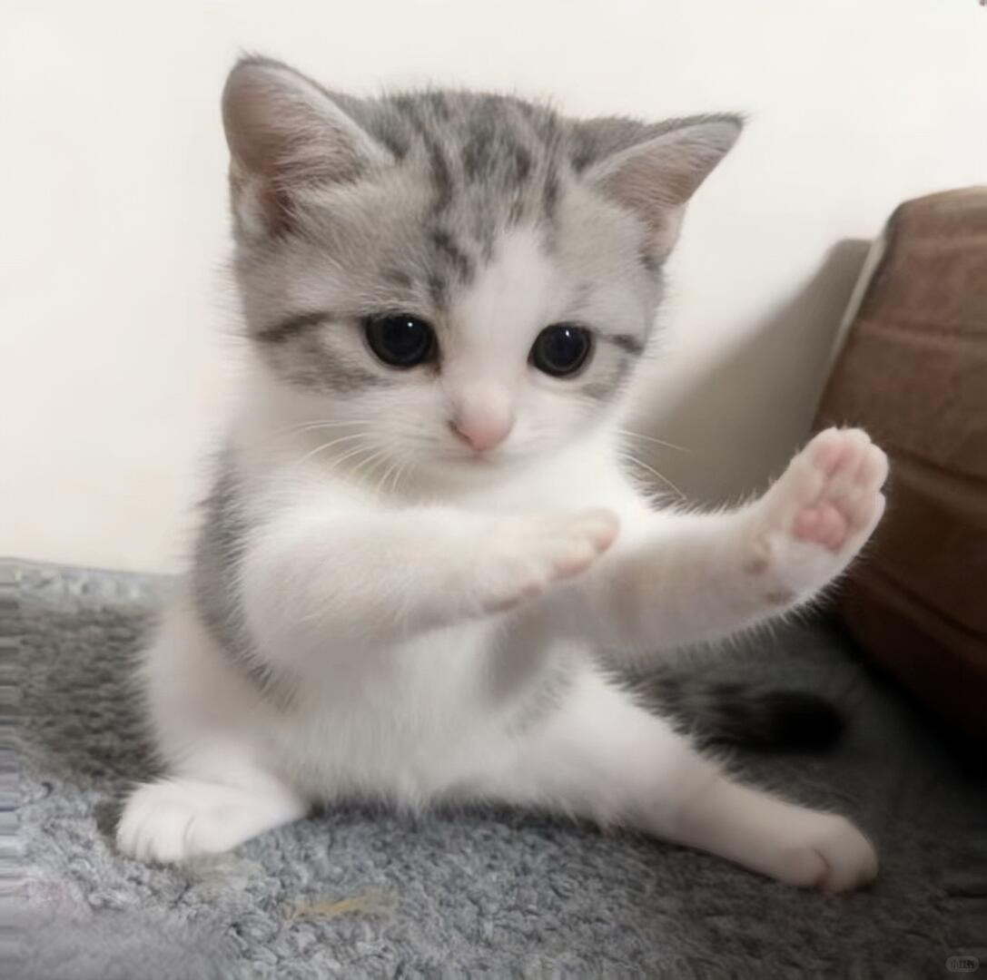 cutest cats tweet media