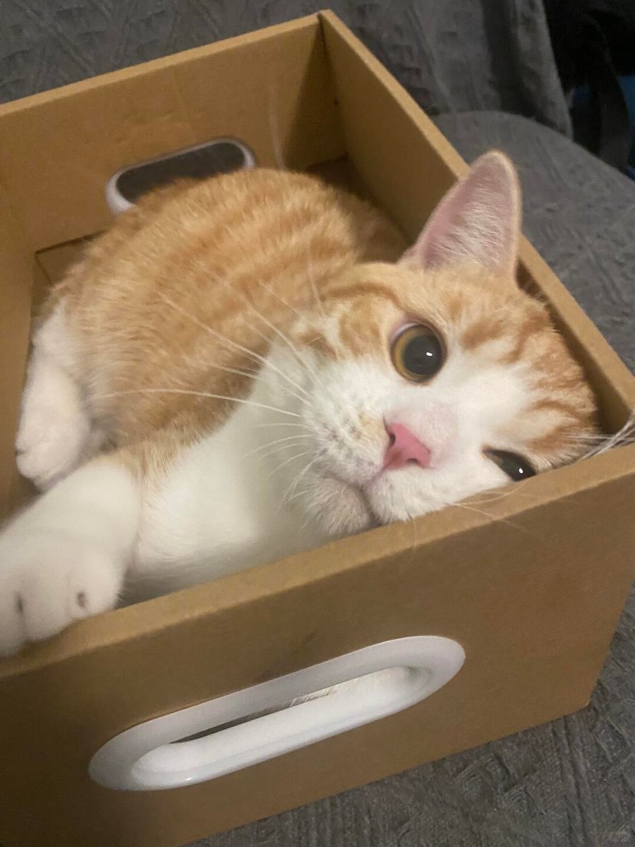 cutest cats tweet media