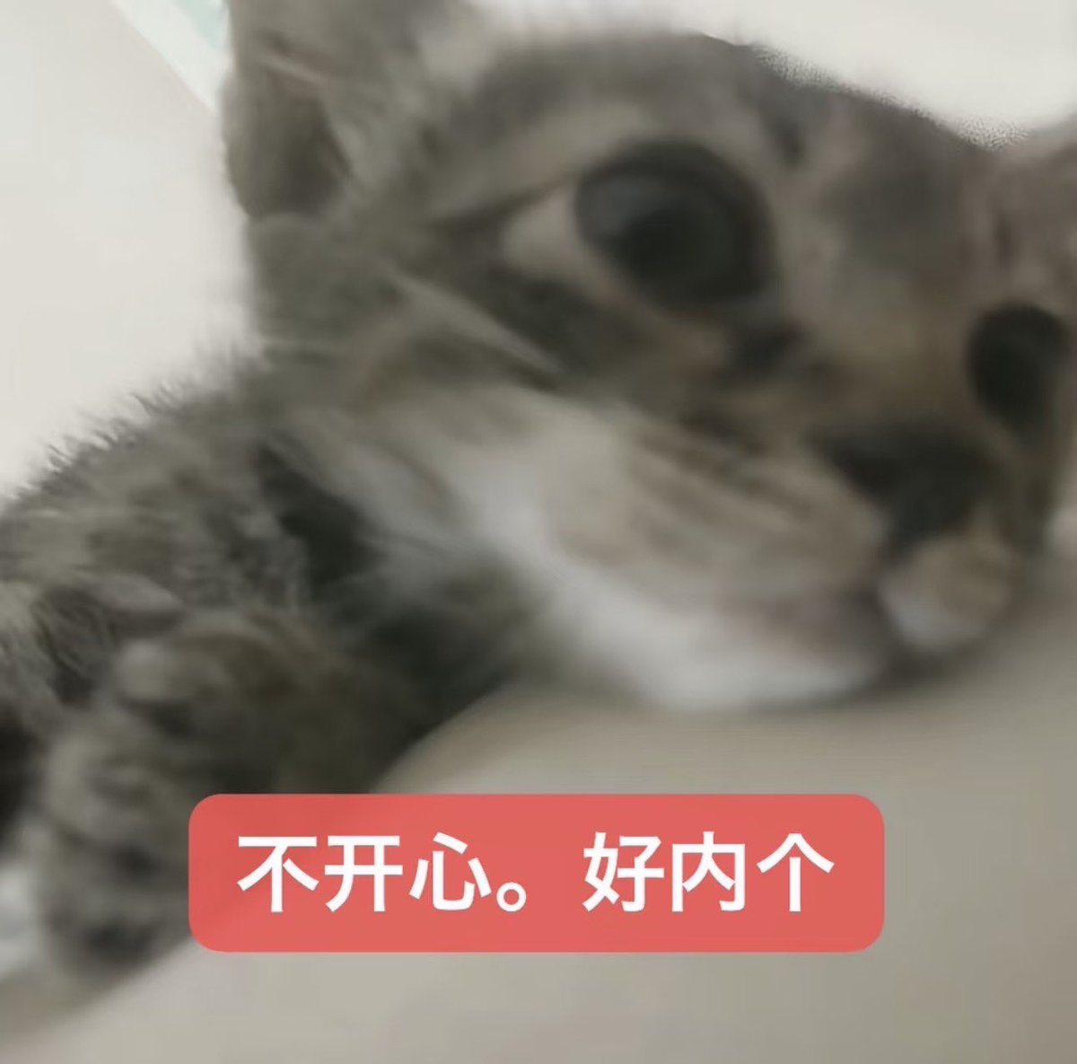 一只小狗 tweet media