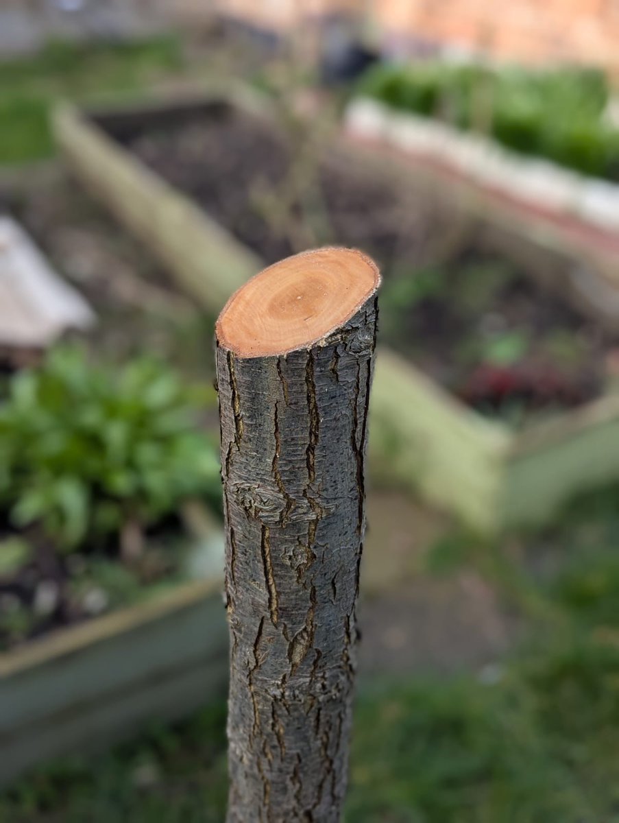 fruitnutvillage's tweet photo. Grafted #PearTree #BalsallHeath March 26. https://t.co/mOMZEPN5mt