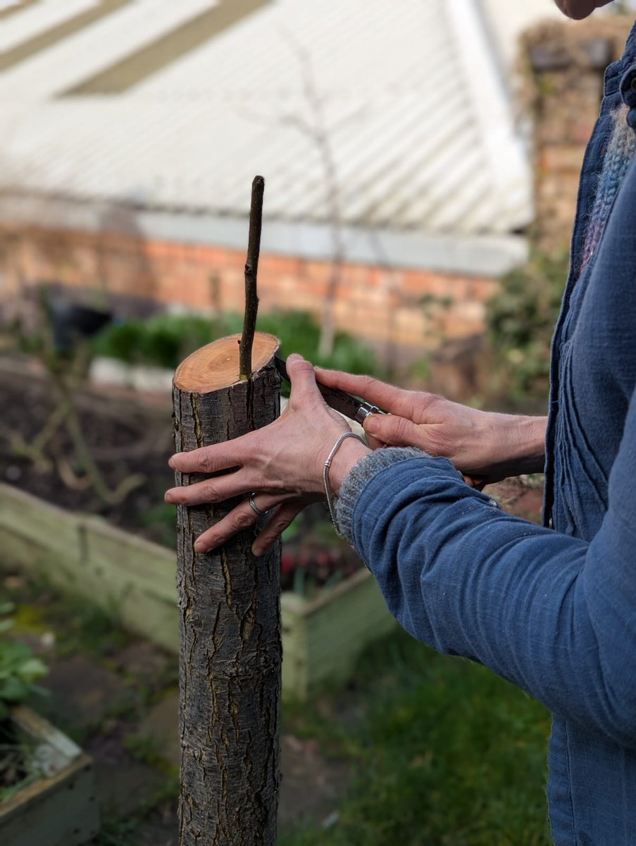 fruitnutvillage's tweet photo. Grafted #PearTree #BalsallHeath March 26. https://t.co/mOMZEPN5mt