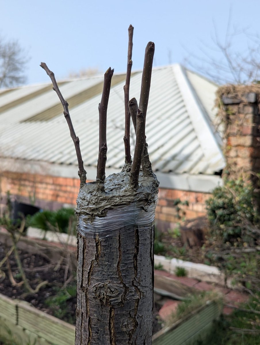 fruitnutvillage's tweet photo. Grafted #PearTree #BalsallHeath March 26. https://t.co/mOMZEPN5mt