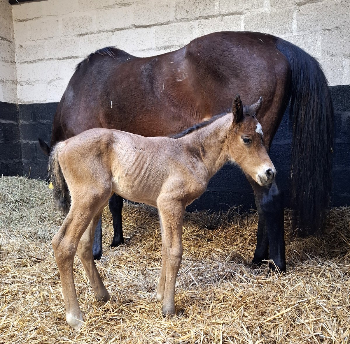 Francisco E. Bernal tweet media