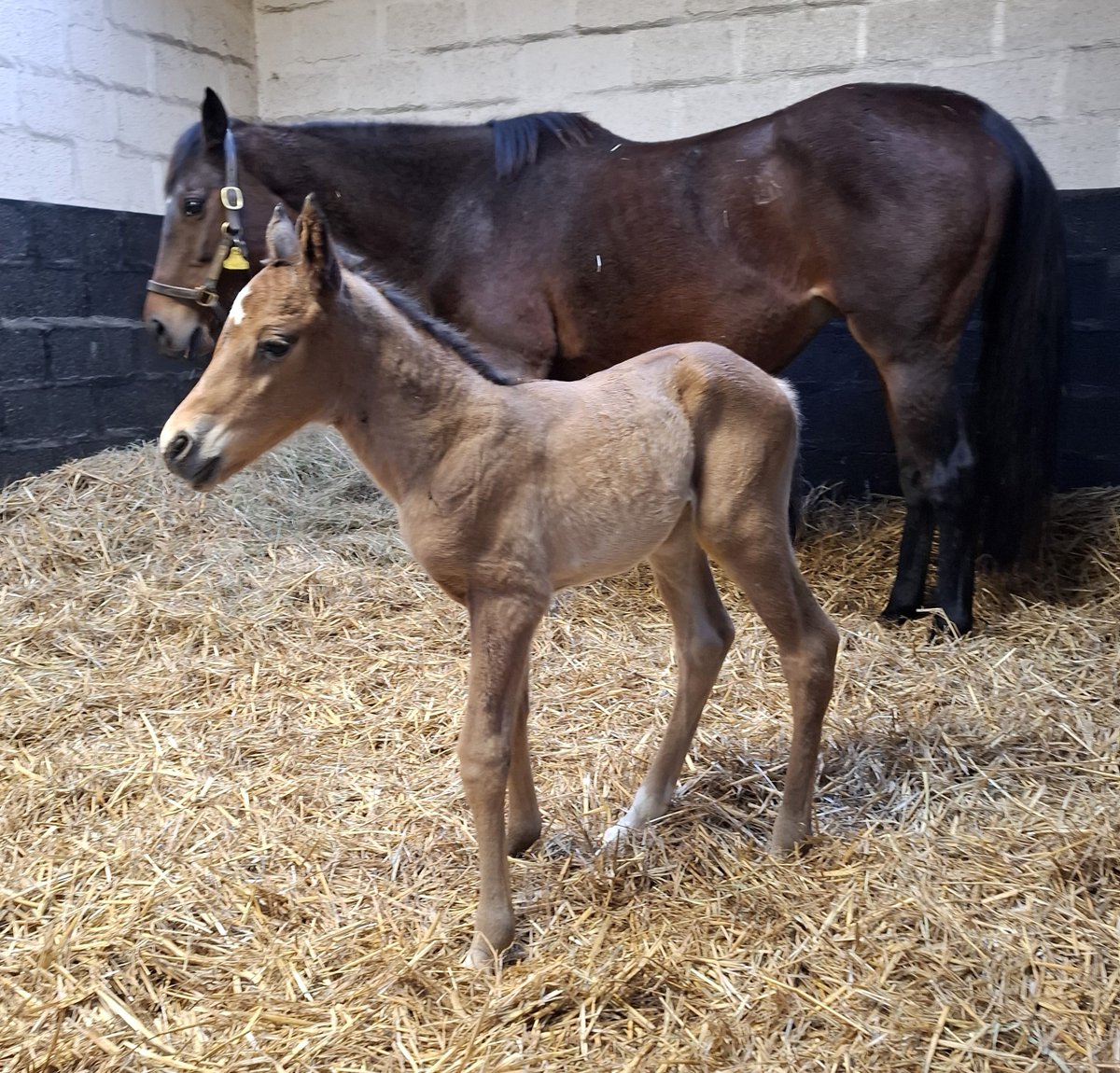 Francisco E. Bernal tweet media