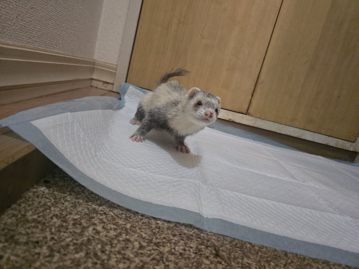 あたん tweet media