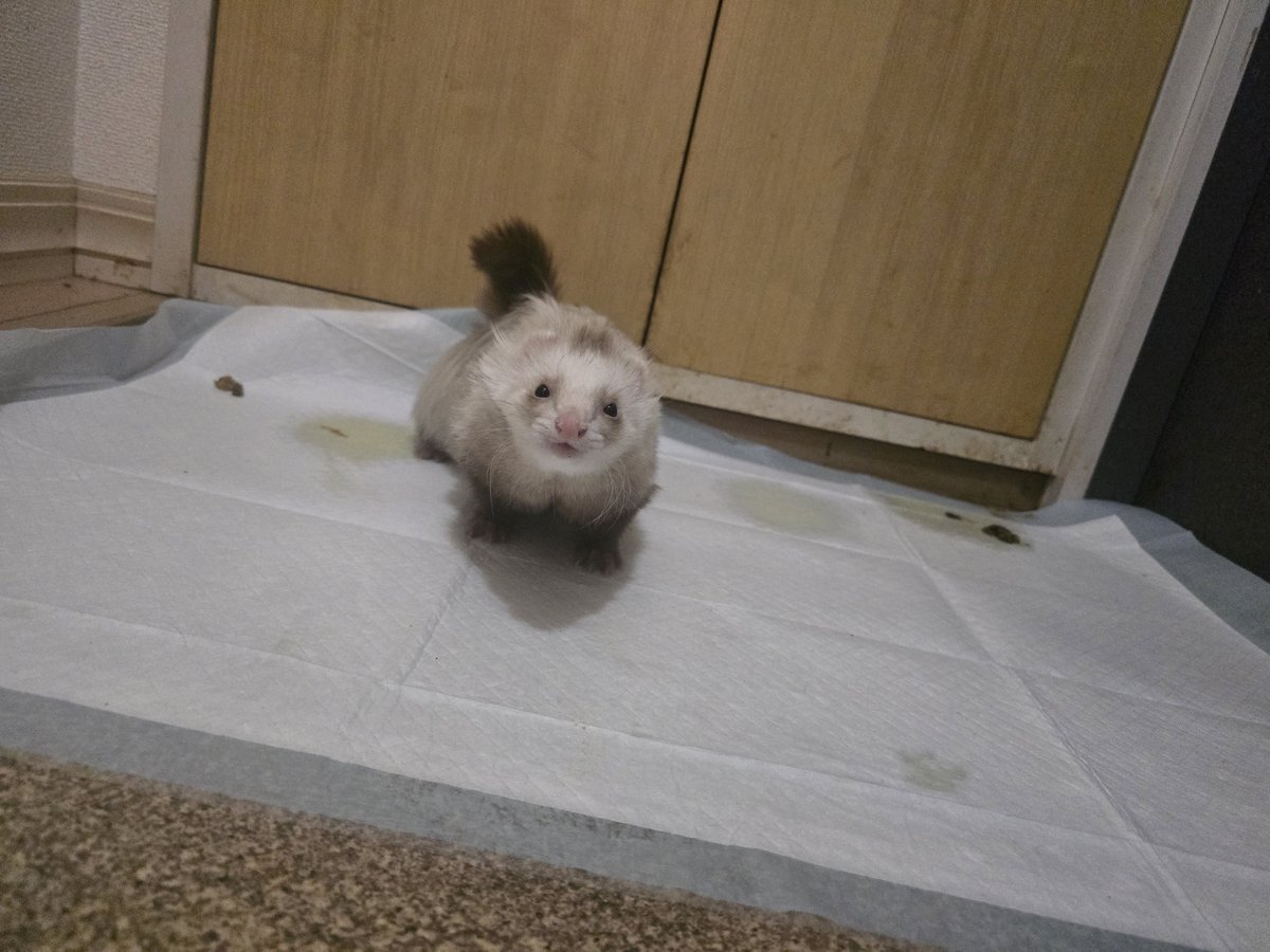 あたん tweet media