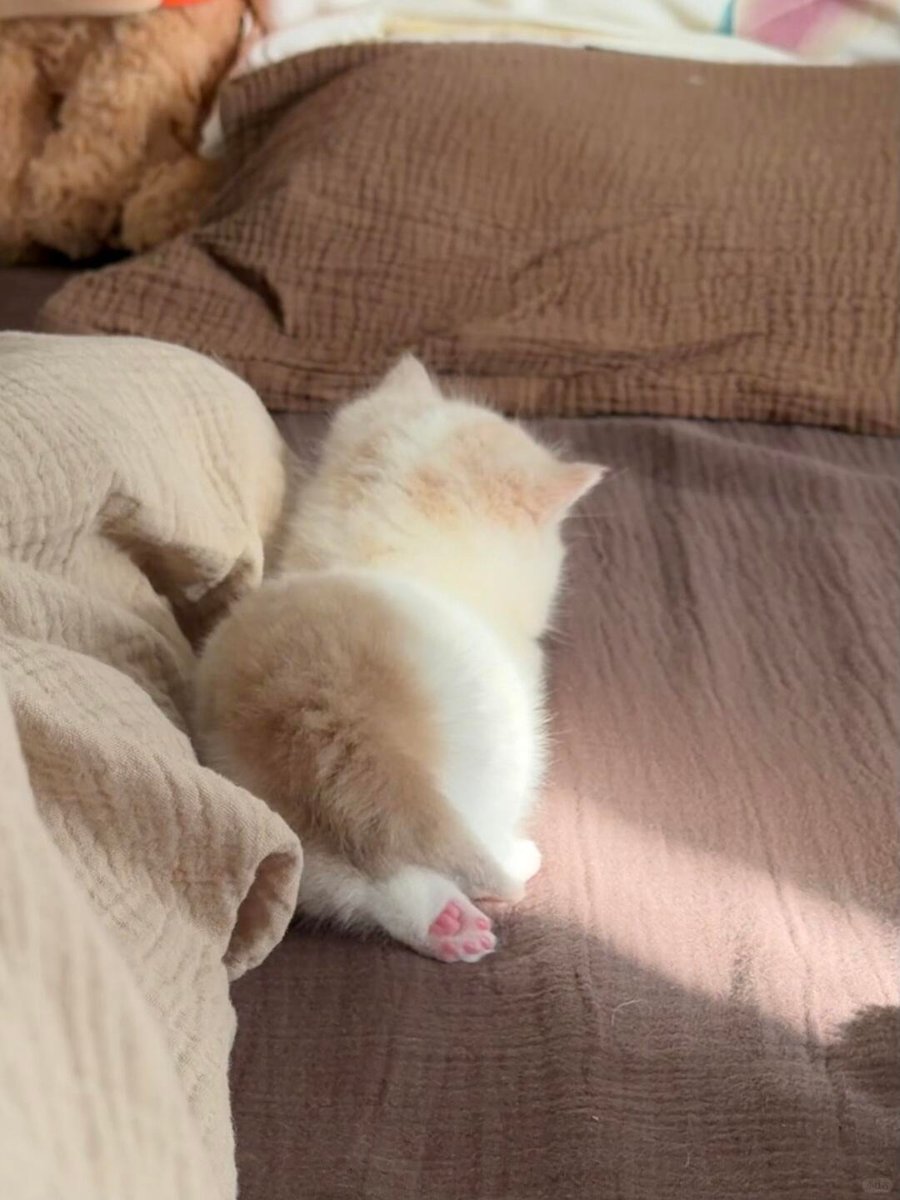 cutest cats tweet media