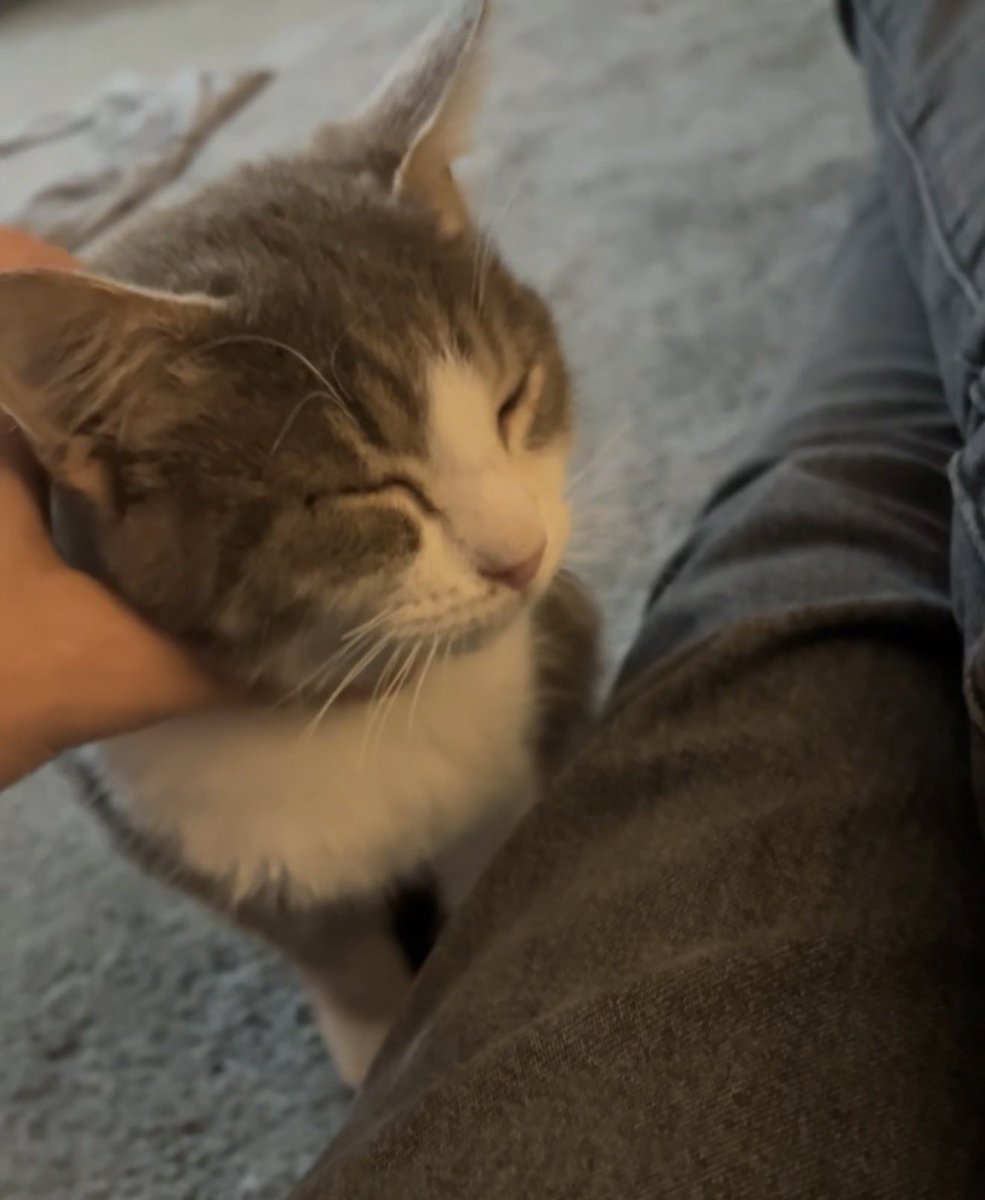 Mido The Cat tweet media