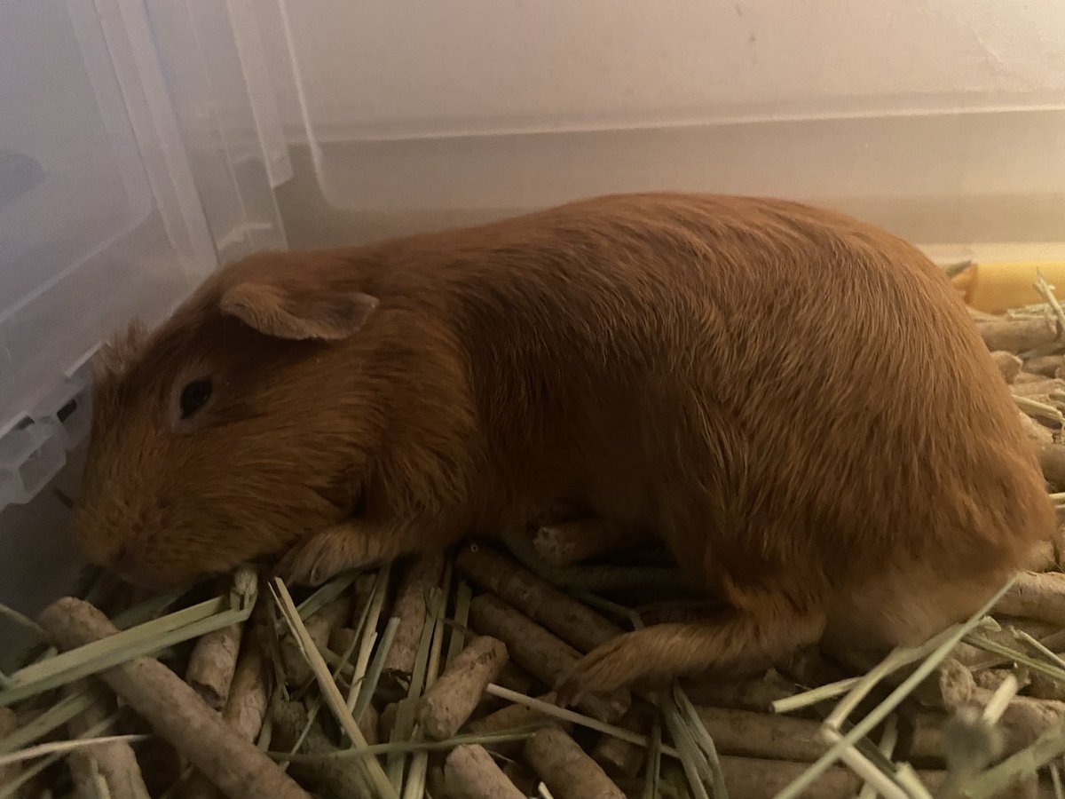 abian_01 tweet media