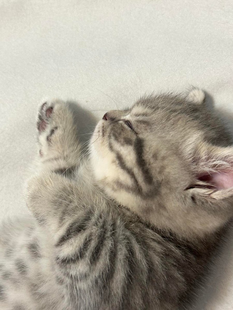 cutest cats tweet media