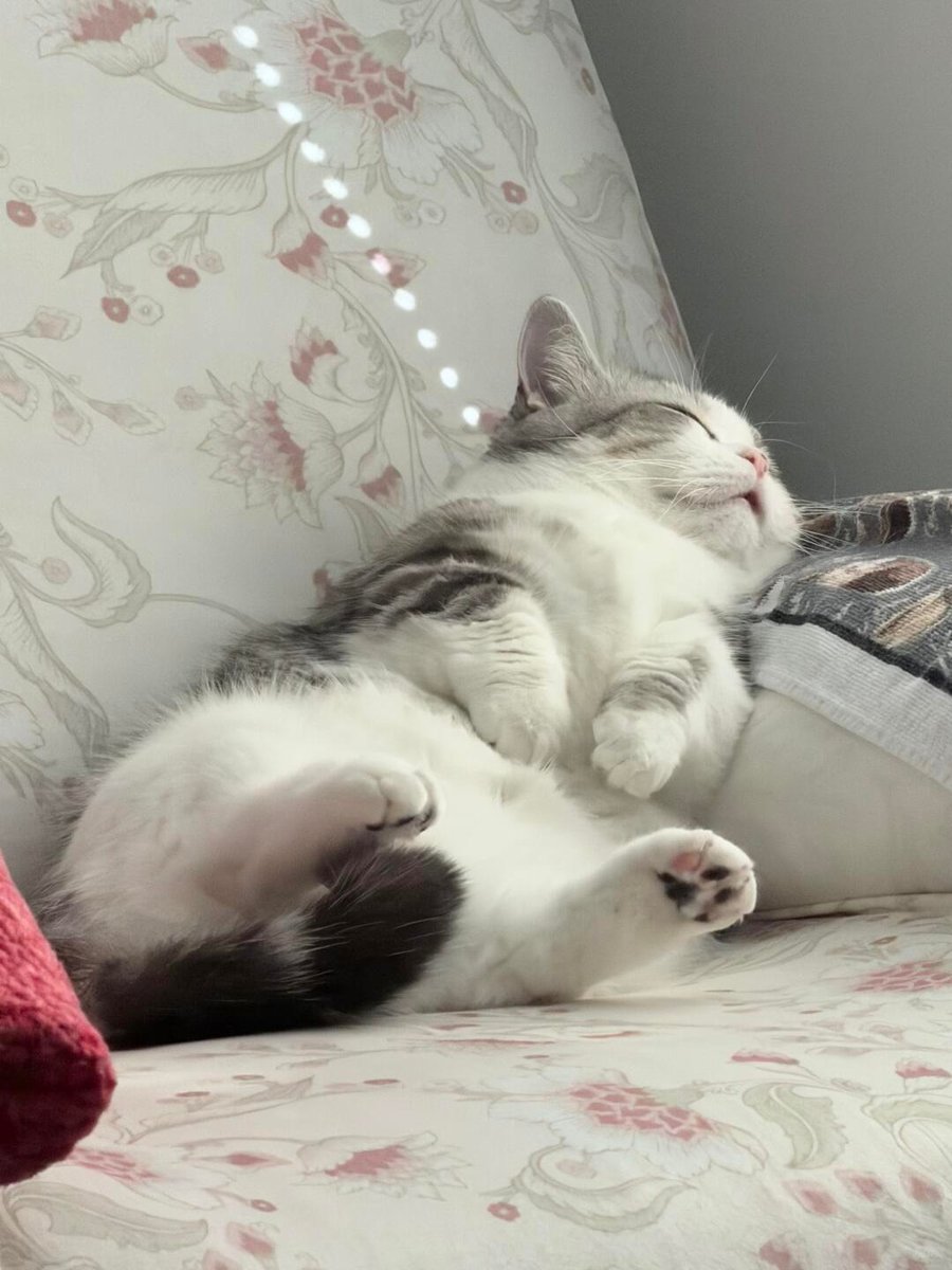 cutest cats (@cutestscats) on Twitter photo 