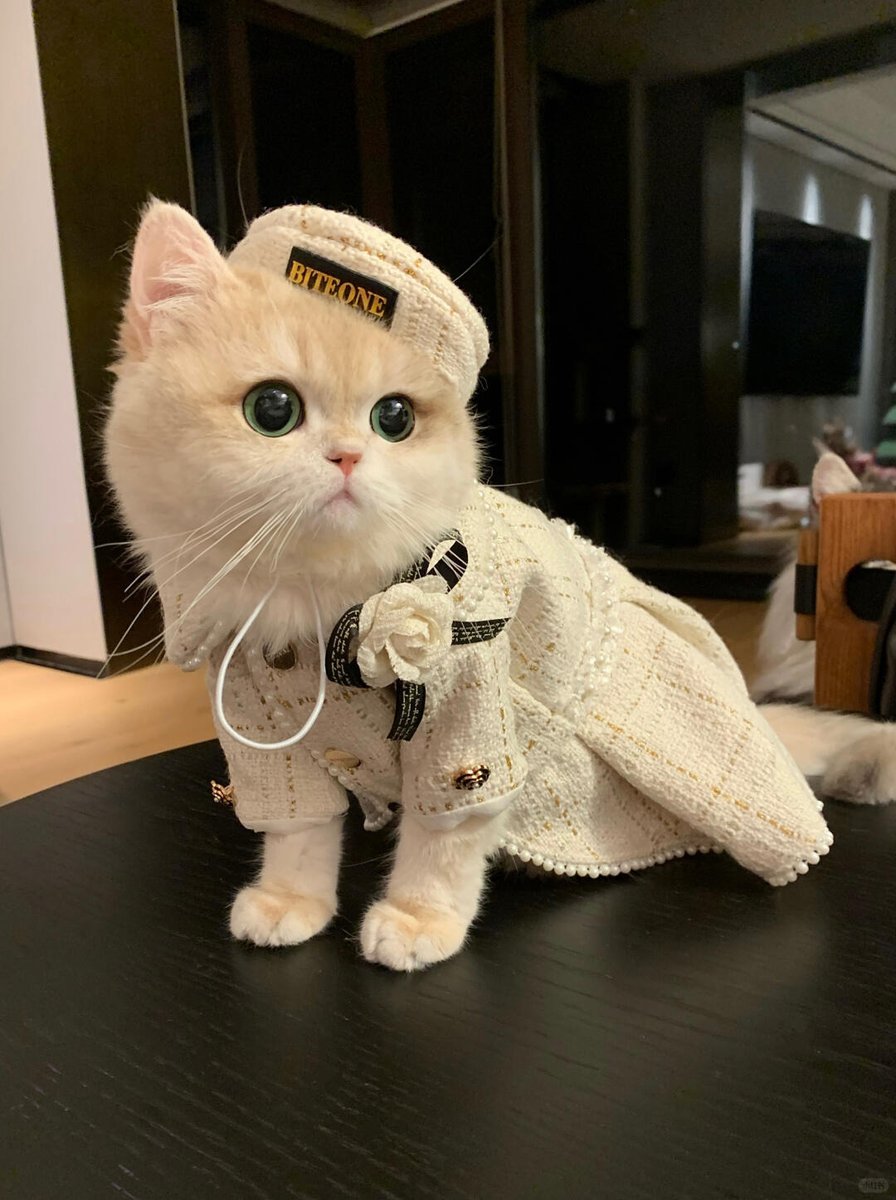 cutestscats's tweet photo. https://t.co/dJOIu8mbe9