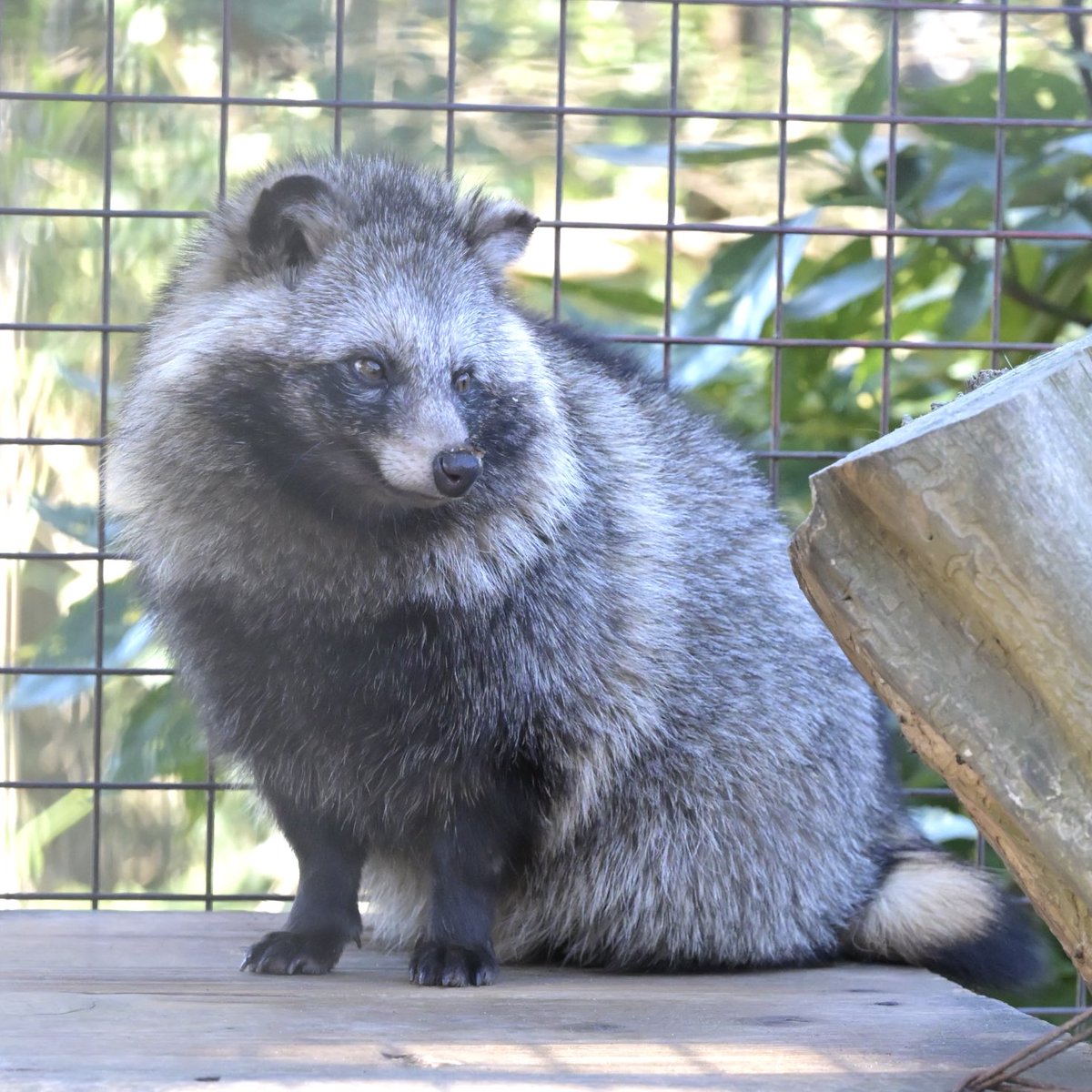 キリッとキメ顔してるけど鼻になんかついてるよ
2026.1
#市原ぞうの国　#ホンドタヌキ　#たぬき