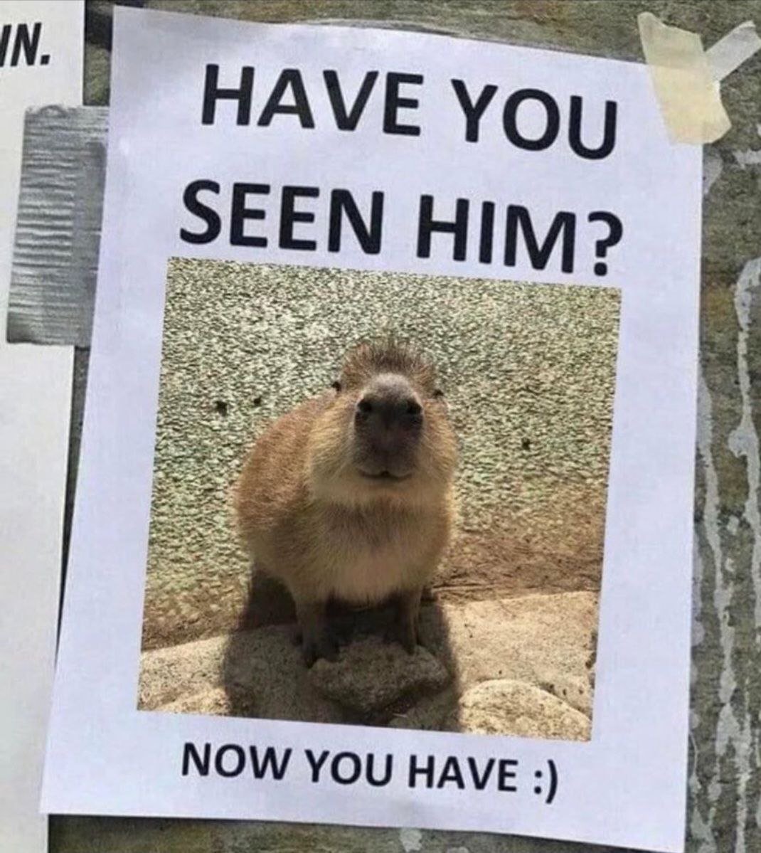 $Capybara is now listed on <a href="/CNTOKEN_io/">CNTOKEN.io</a> 

Link - cntoken.io/coin/50072