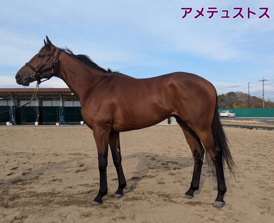 加藤士津八厩舎 tweet media