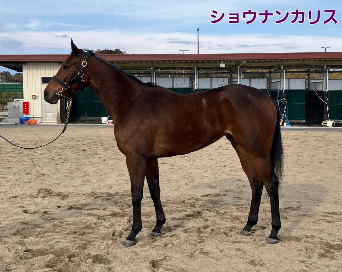 加藤士津八厩舎 tweet media