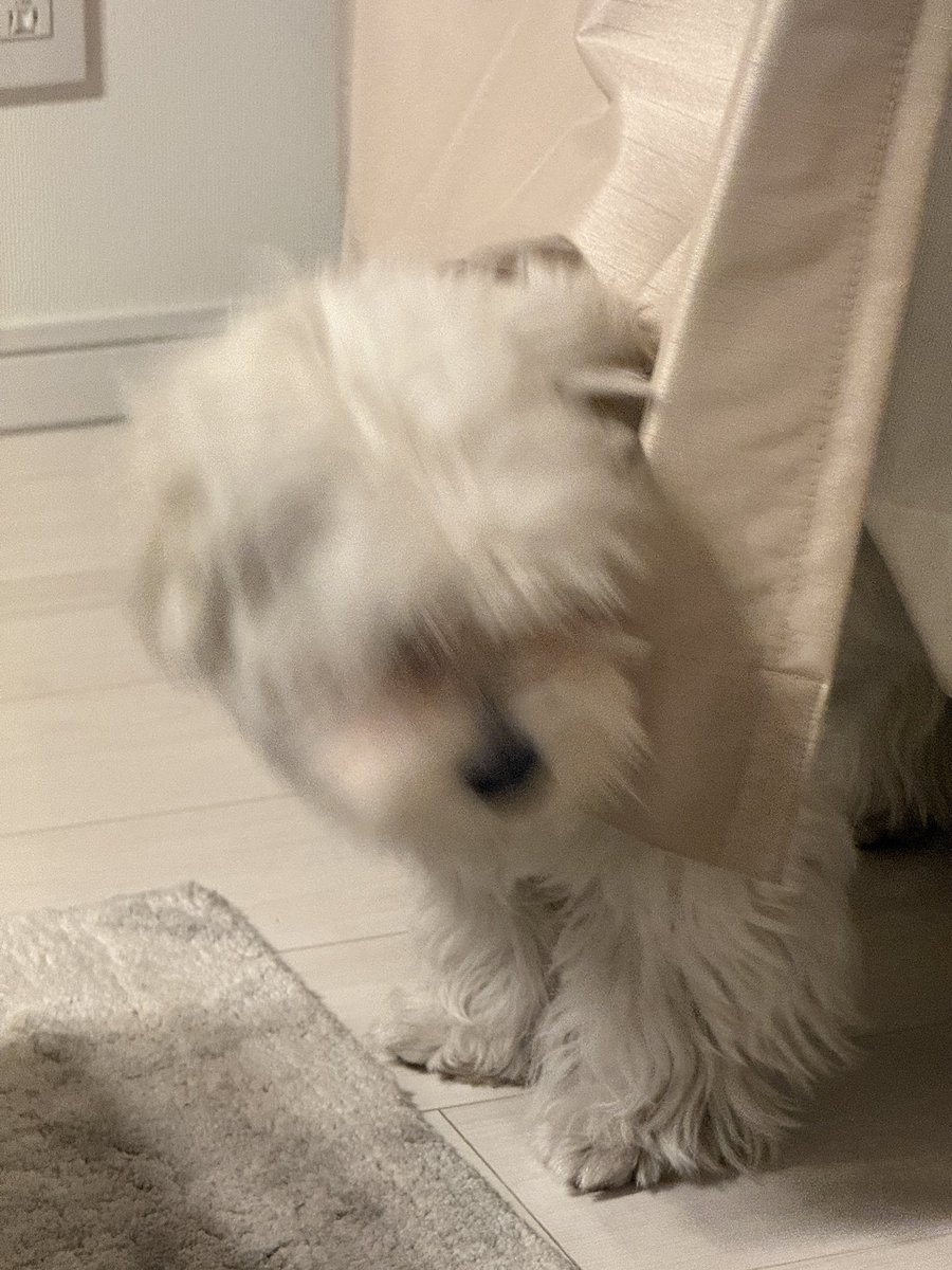 きなり tweet media