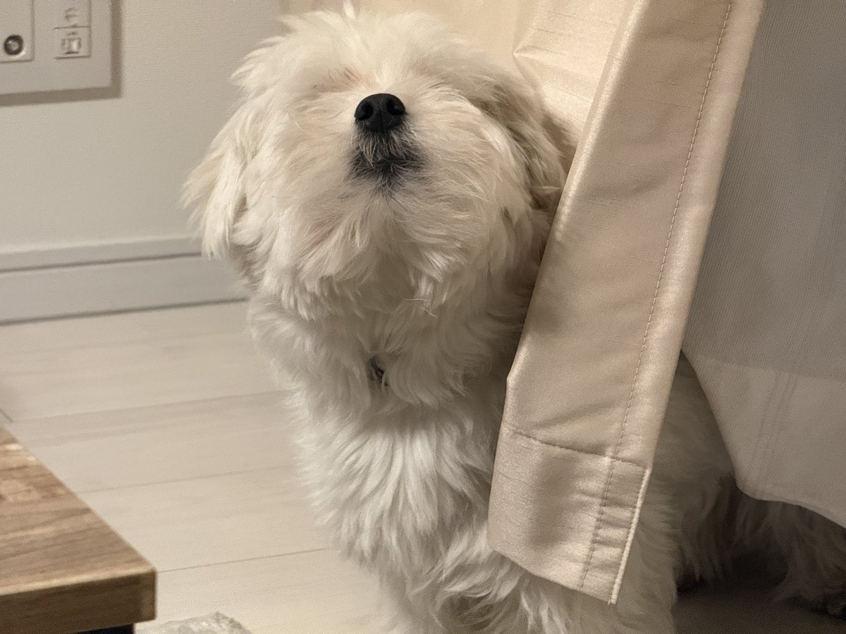 きなり tweet media