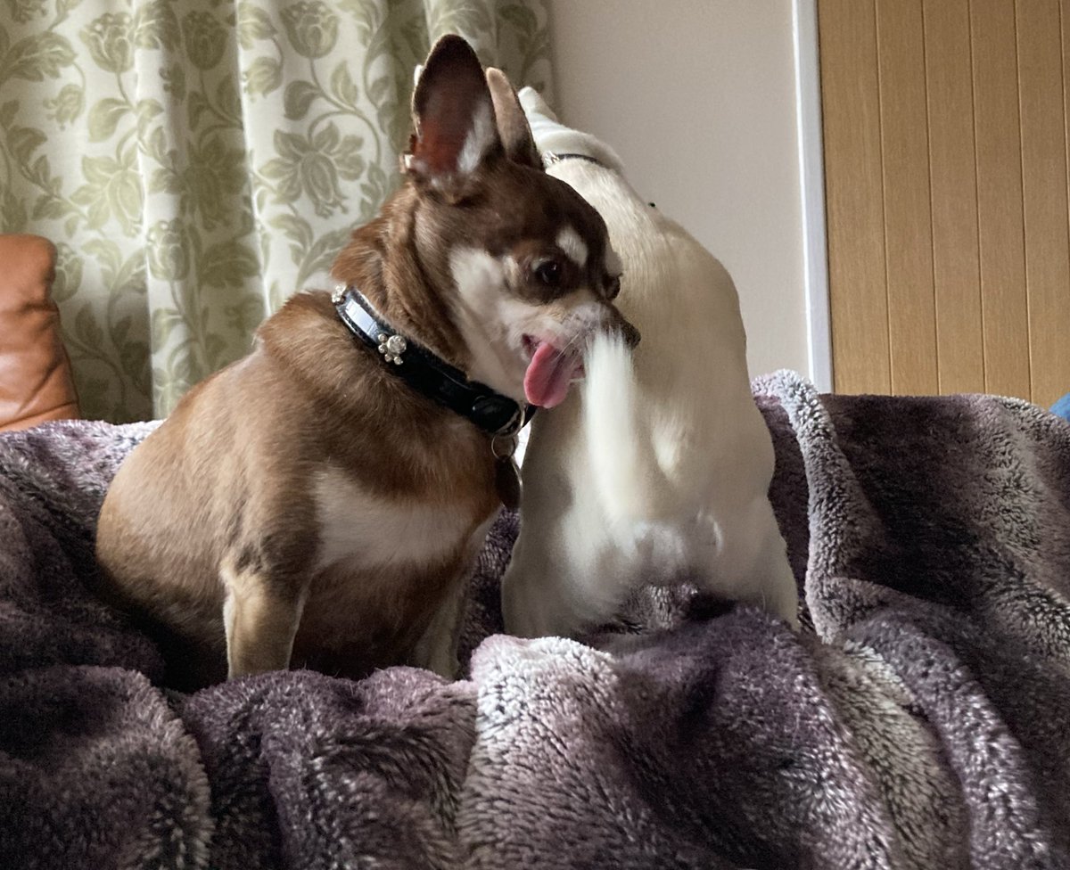 Billy Bear and Chums tweet media