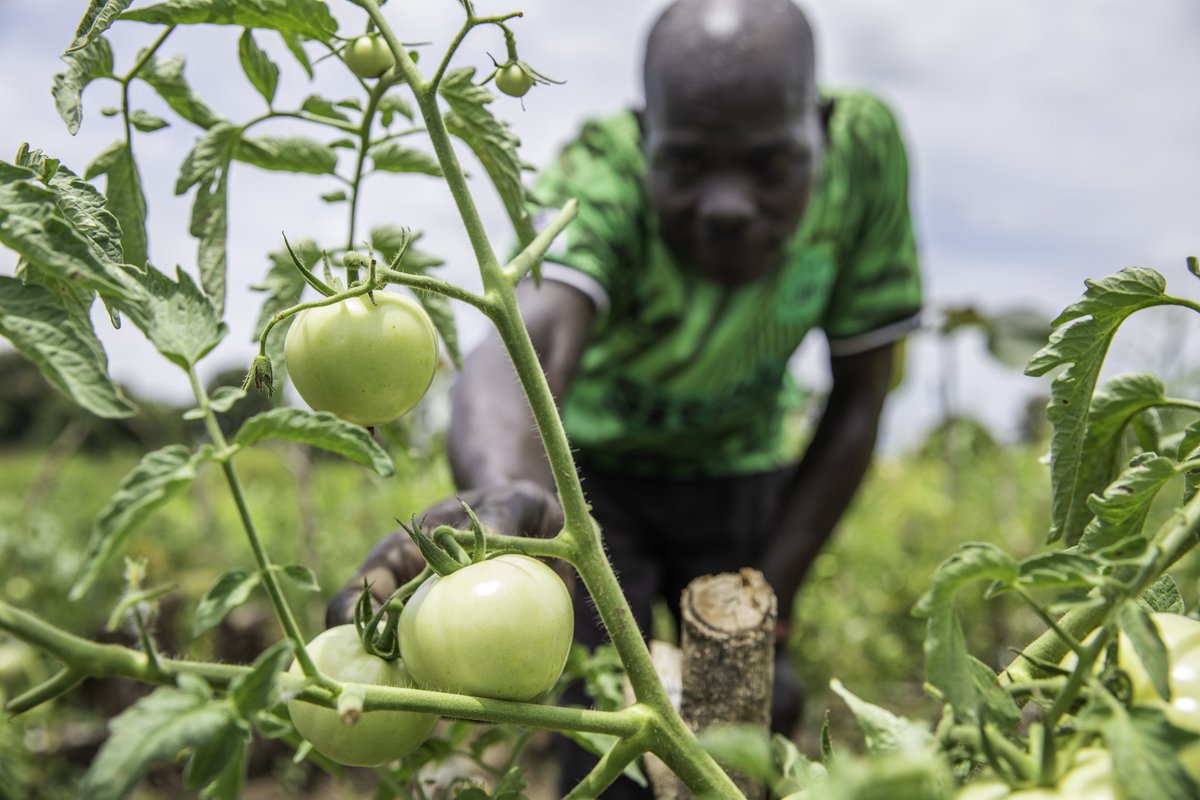 FAOSouthSudan's tweet image. With support from @NorwayinSSudan 🇳🇴, FAO is providing farmers with quality seeds, training, &amp;amp; farming tools, helping them grow fresh #Vegetables to improve their diets &amp;amp; earn #Income from surplus produce 🥬🧺🍅

Eating nutritious food is essential for good #Health 💚