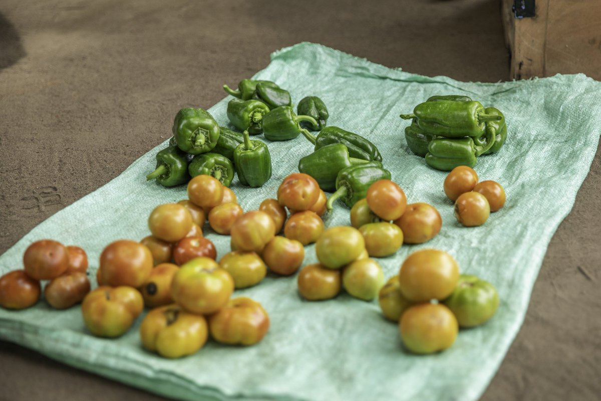 FAOSouthSudan's tweet image. With support from @NorwayinSSudan 🇳🇴, FAO is providing farmers with quality seeds, training, &amp;amp; farming tools, helping them grow fresh #Vegetables to improve their diets &amp;amp; earn #Income from surplus produce 🥬🧺🍅

Eating nutritious food is essential for good #Health 💚