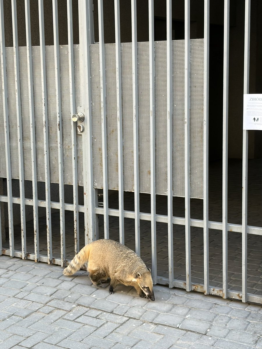 Przemek Barankiewicz 🧢🤖📈 tweet media