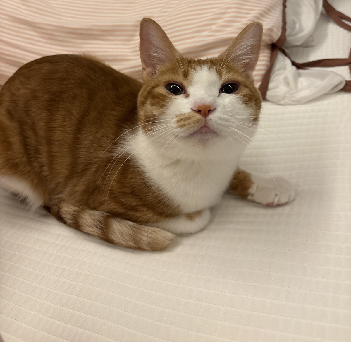 담이냥이 tweet media