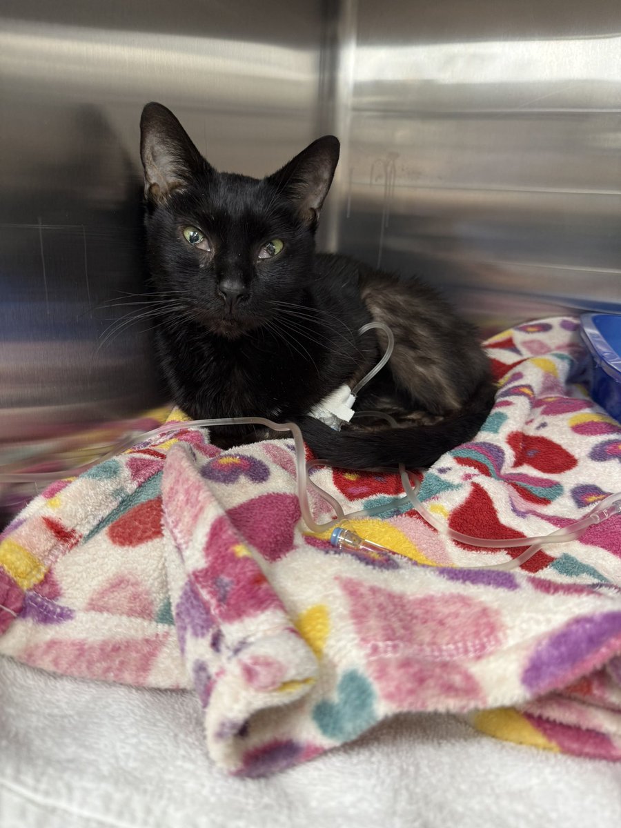 Sarah Fletcher tweet media