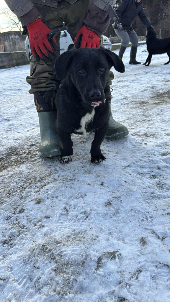 Pawprints to Freedom Rescue🐾 tweet media