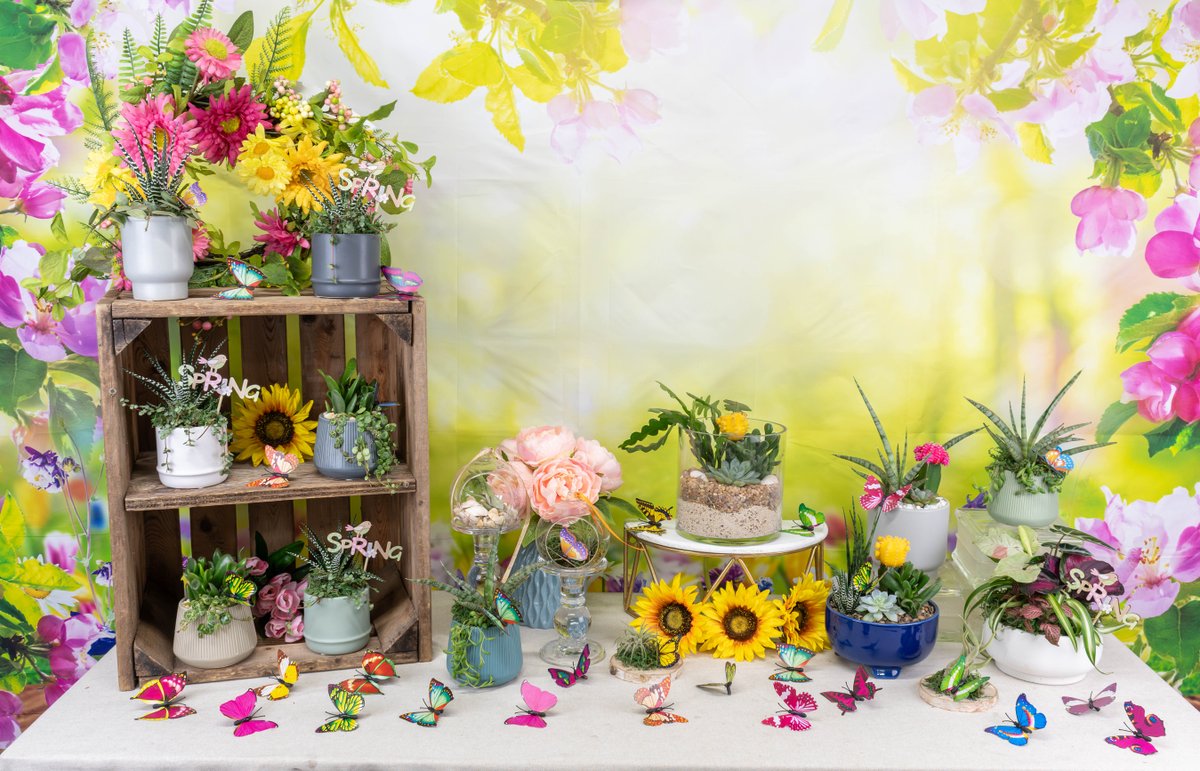 🌸 Spring, but make it plantable.
Our seasonal arrangements are full of fresh colour and cheerful charm.

Available now! 🦋

#ColasantiFarms #ColasantiFarmsLtd #SpringArrangements #HelloSpring #SpringPlants