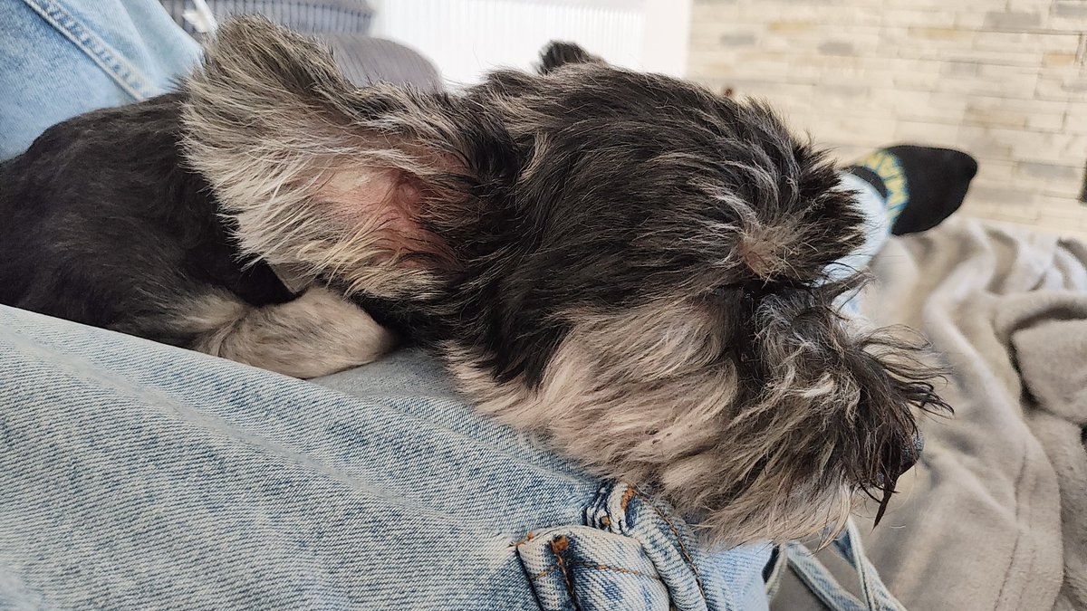 MaZingra tweet media