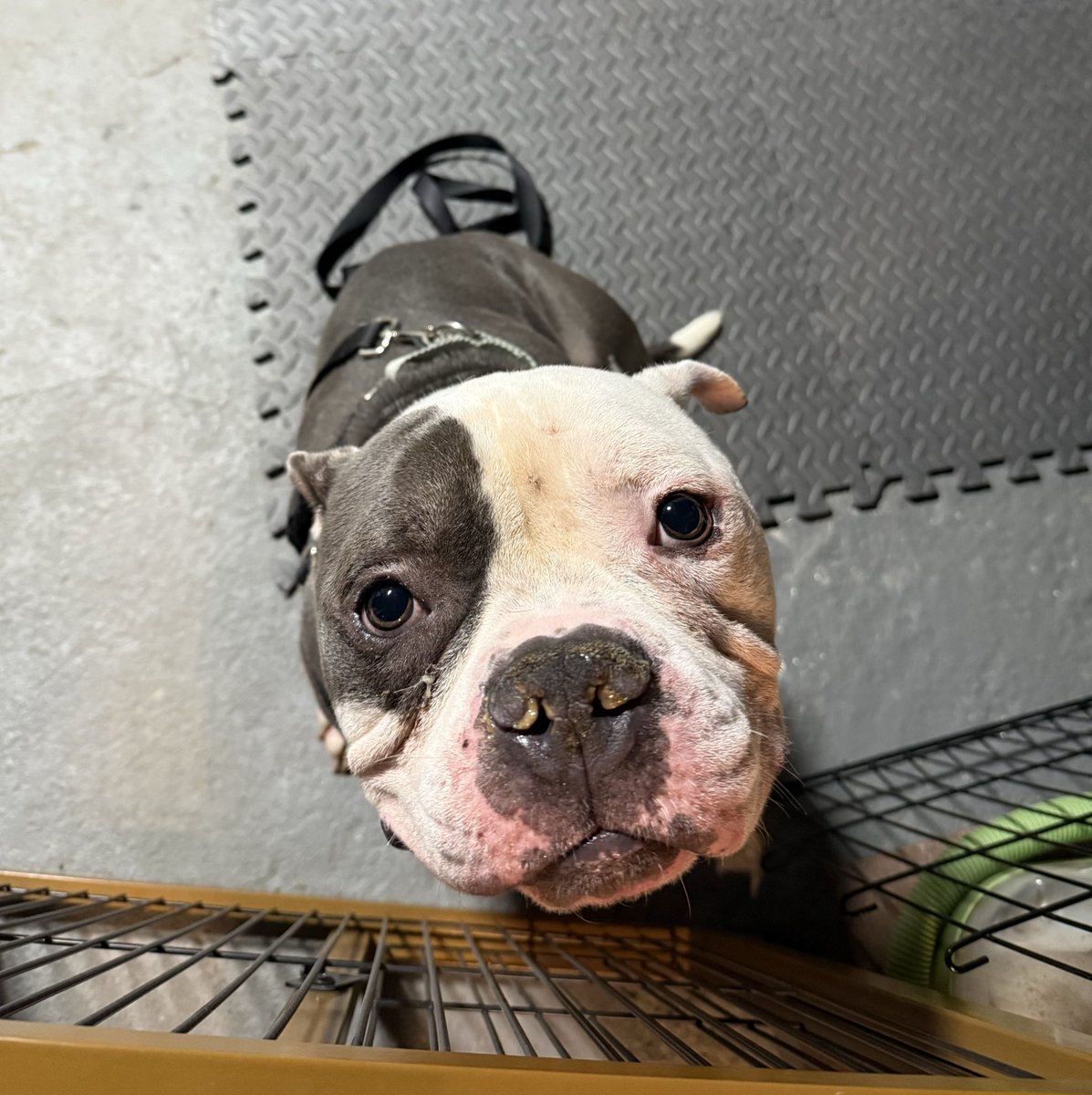 Miracle Lane tweet media