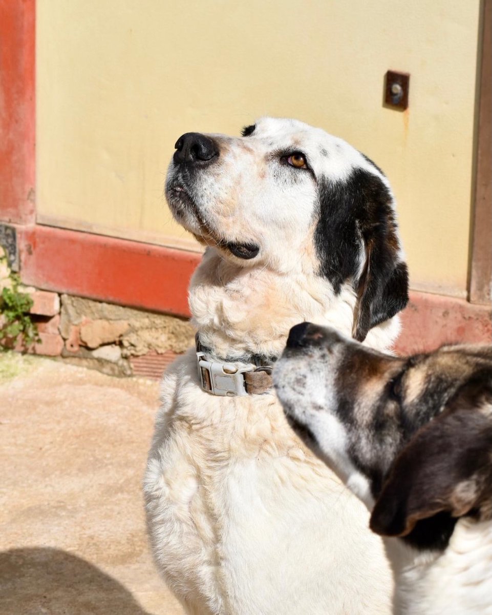 Rescue dogs for rehoming tweet media