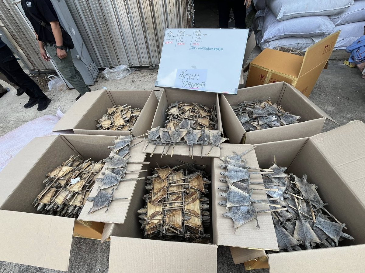 ThaiEnquirer's tweet photo. Police Seize 120,000 Dried Geckos, Nearly 30 Tons of Protected Wood in Pathum Thani Raid

Police have seized more than 120,000 dried geckos and nearly 30 tons of protected wood during a raid on a warehouse in Pathum Thani province, with authorities saying the goods were being prepared for export to China.

The operation took place on March 6, when officers from Thailand’s Natural Resources and Environmental Crime Suppression Division executed a search warrant at a warehouse in Lam Luk Ka district following an investigation into suspected illegal wildlife storage.

Inside the warehouse, officers found 414 boxes of dried gecko carcasses weighing about 4.1 tonnes in total, equivalent to roughly 124,200 animals. They also seized 498 sacks of sandalwood and Siamese rosewood fragments weighing nearly 20 tonnes, along with 210 sacks of ground sandalwood and rosewood weighing about 8 tonnes.

The raid followed a related case in October 2025, when police intercepted a pickup truck in Chumphon carrying 70 boxes of dried geckos, weighing more than 700 kilograms, or about 21,000 animals. Investigators later traced the supply chain to the warehouse in Pathum Thani.

Two warehouse tenants told police they had rented the facility for about four years to store goods awaiting export. They said a client had delivered dried geckos from Satun province in August 2025 and asked them to arrange shipment to China.

Authorities charged the pair with illegally importing and possessing controlled wildlife under Thailand’s Wildlife Preservation and Protection Act. The origin of the seized sandalwood and rosewood—both protected species—is still under investigation.

#Thailand #ตุ๊กแกตากแห้ง