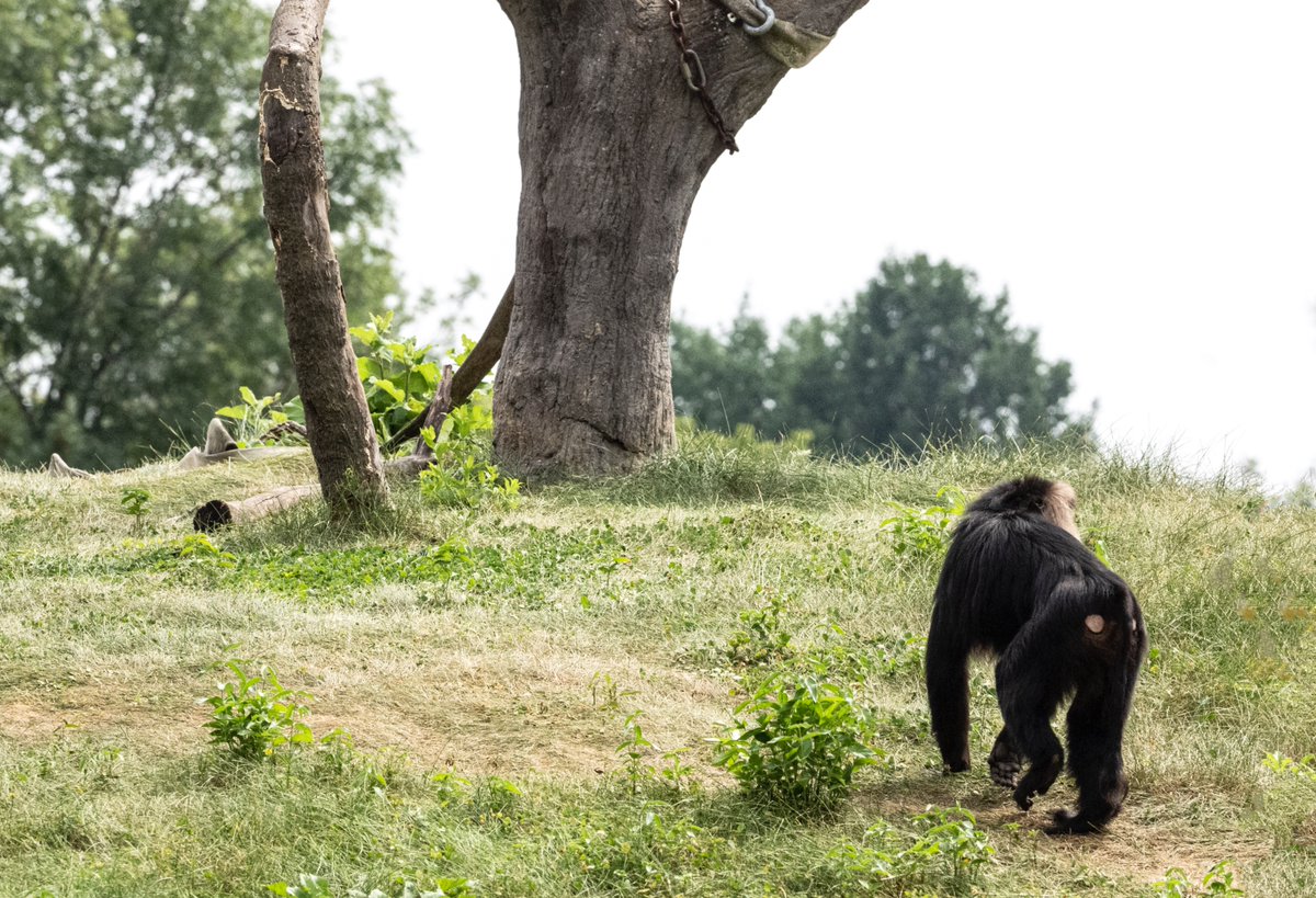 Just another day at the zoo.
<a href="/TorontoZooMedia/">Toronto Zoo Media</a> #torontozoo #photograghy #PHOTOS