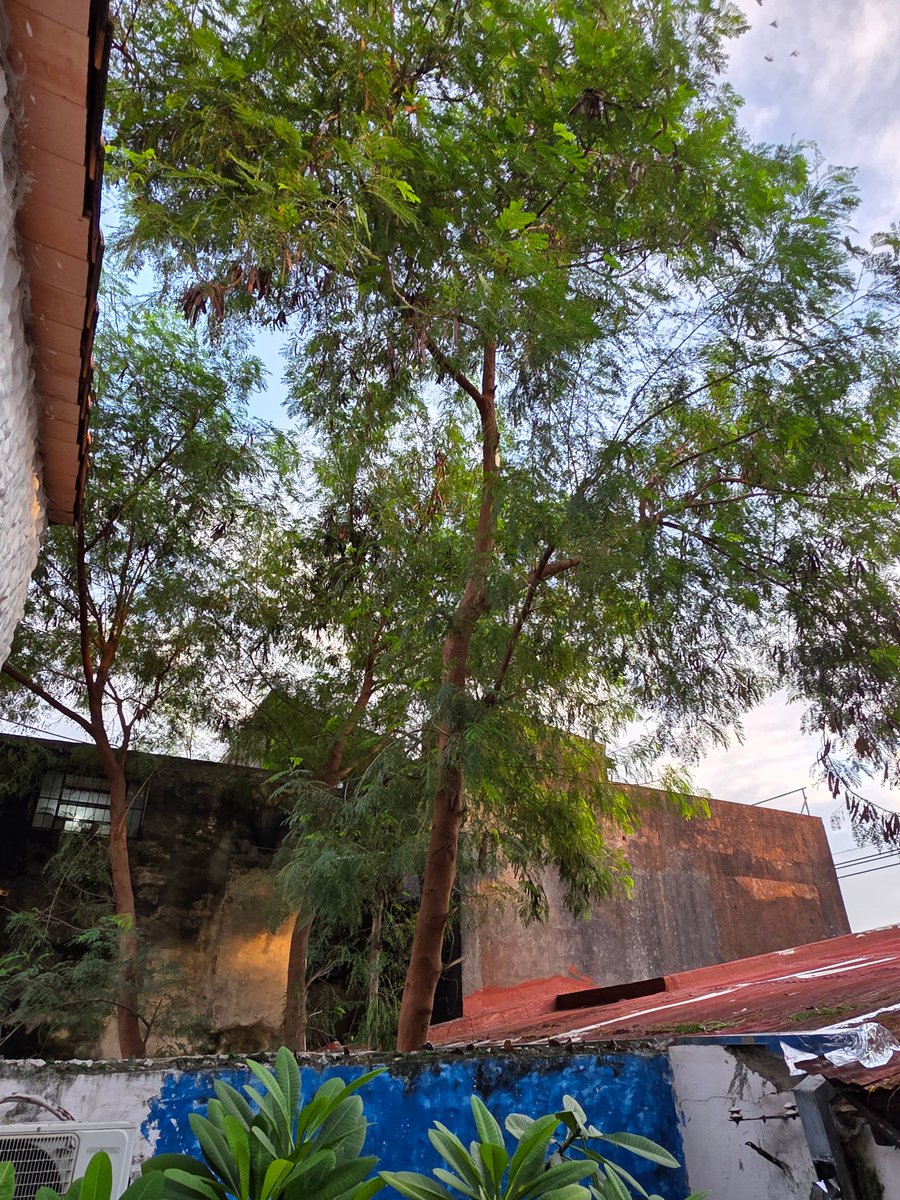 osvalgonzalez's tweet photo. @ANDEOficial @AsuncionMuni Buenas informo que han limpiado la parte frontal, pero los árboles que están dentro del terreno baldío no se han podado y han dañado la estructura de mi casa por la caída de ramas. Permanece el arbol con las ramas que podrian caerse en próximas tormentas. Favor verificar urgente https://t.co/9XkBiiMWVN