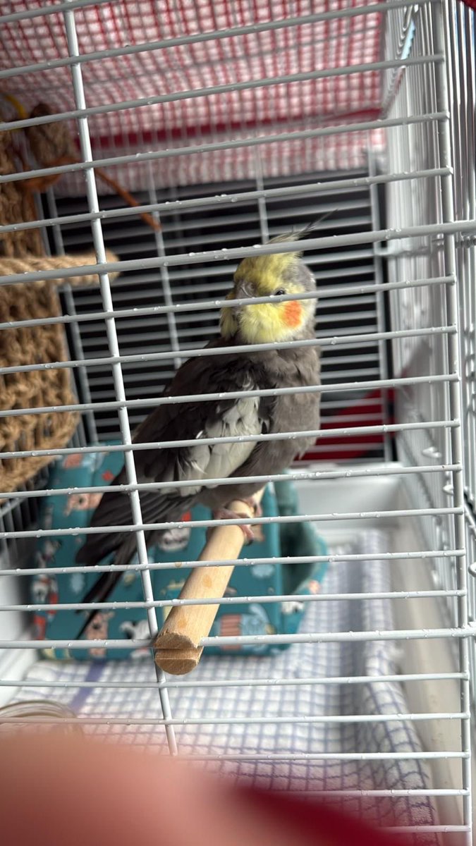 FOUND COCKATIEL
ISLINGTON, North London, UK
Near Liverpool Road N1 

Found on Thursday 26th February. Now in the care of Birdline Parrot Rescue. 

Contact us if you think this is your bird

0845 643 1785
birdline.co.uk/contact-us/