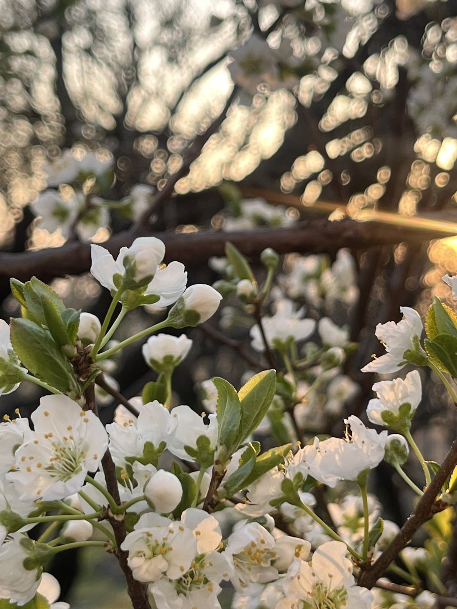 Aiman khan tweet media