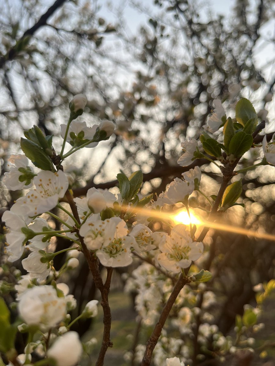 Aiman khan tweet media