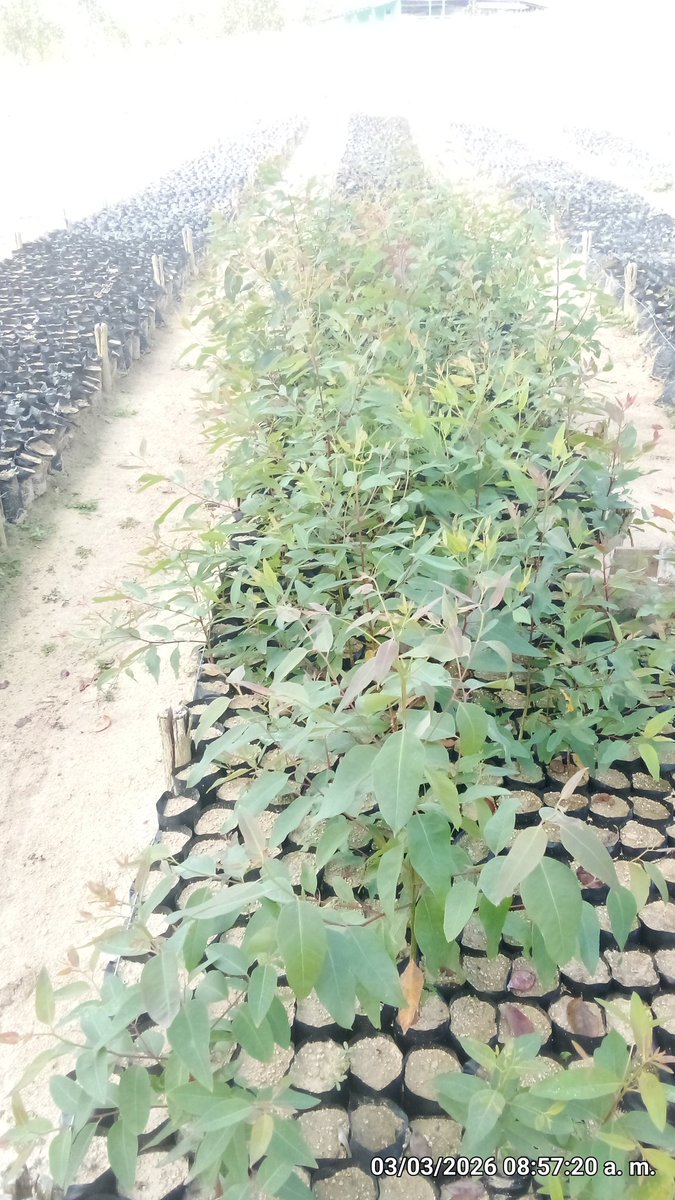 Anelys Ramírez González tweet media