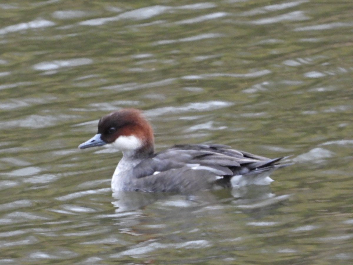 Alan Boddington tweet media