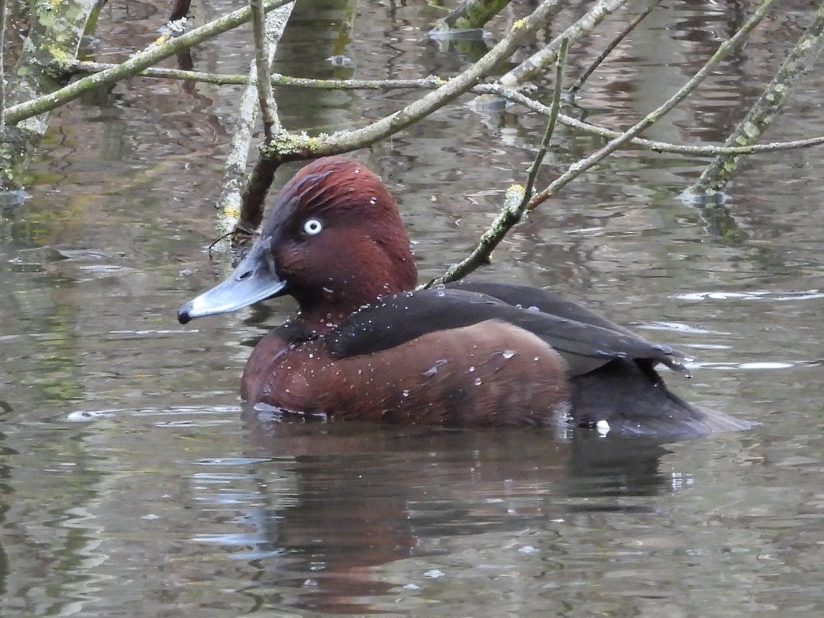 Alan Boddington tweet media