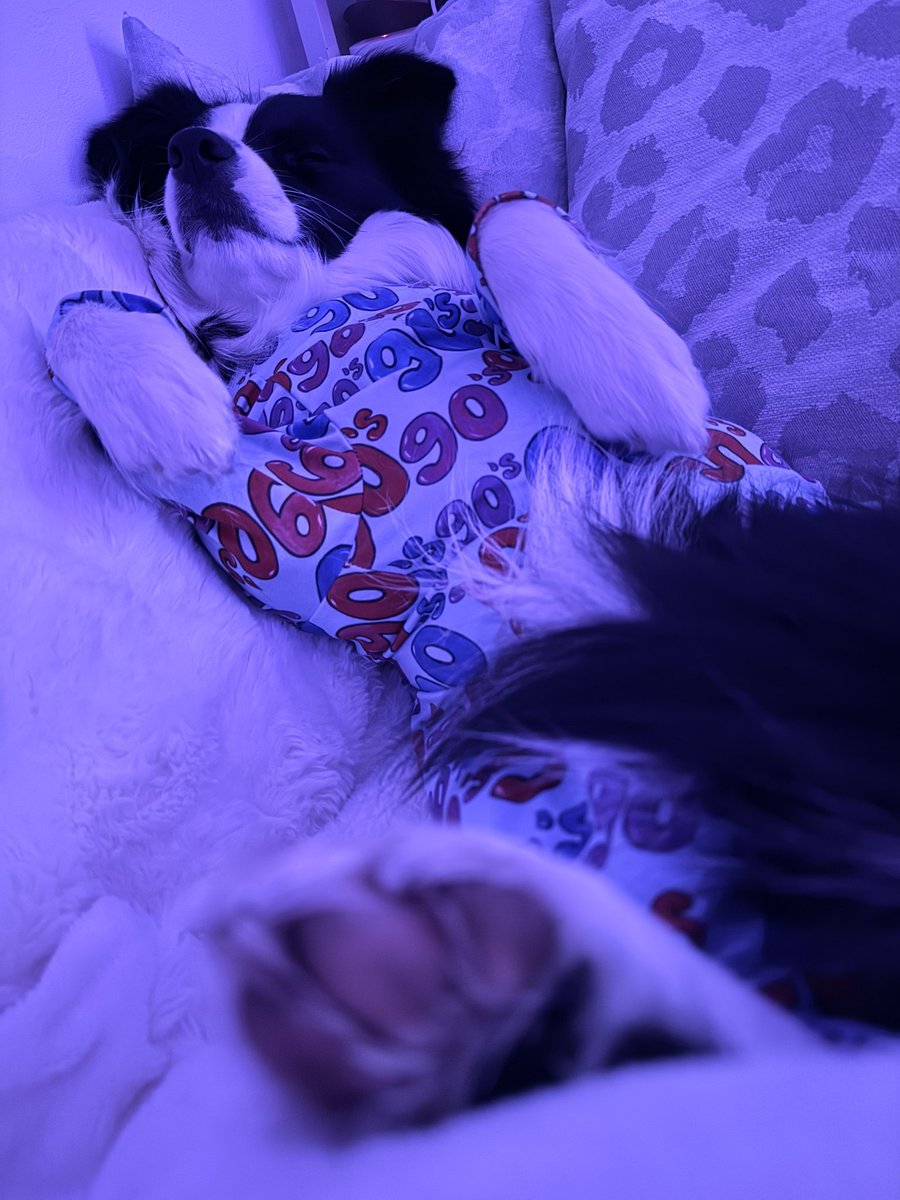 レティ🐼ボーダーコリー tweet media