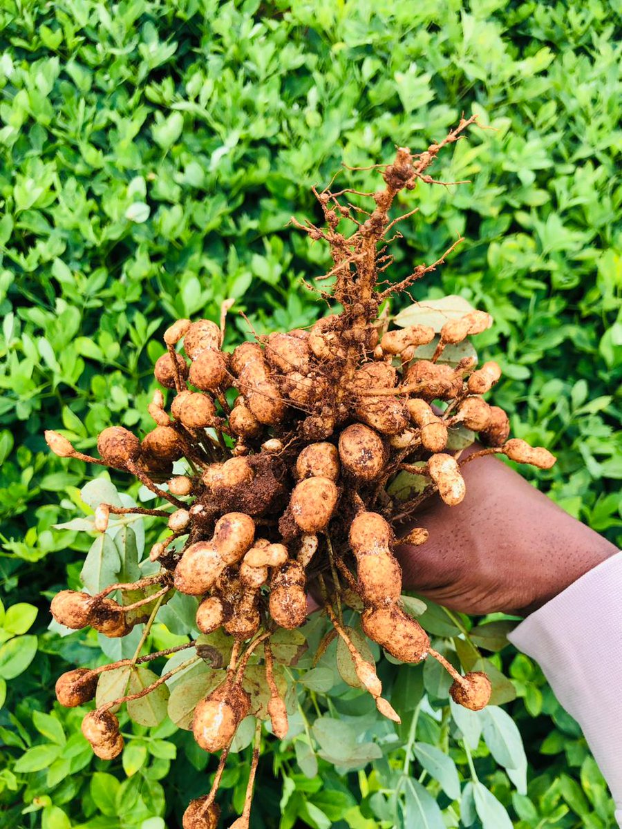 FarmSol Holdings tweet media
