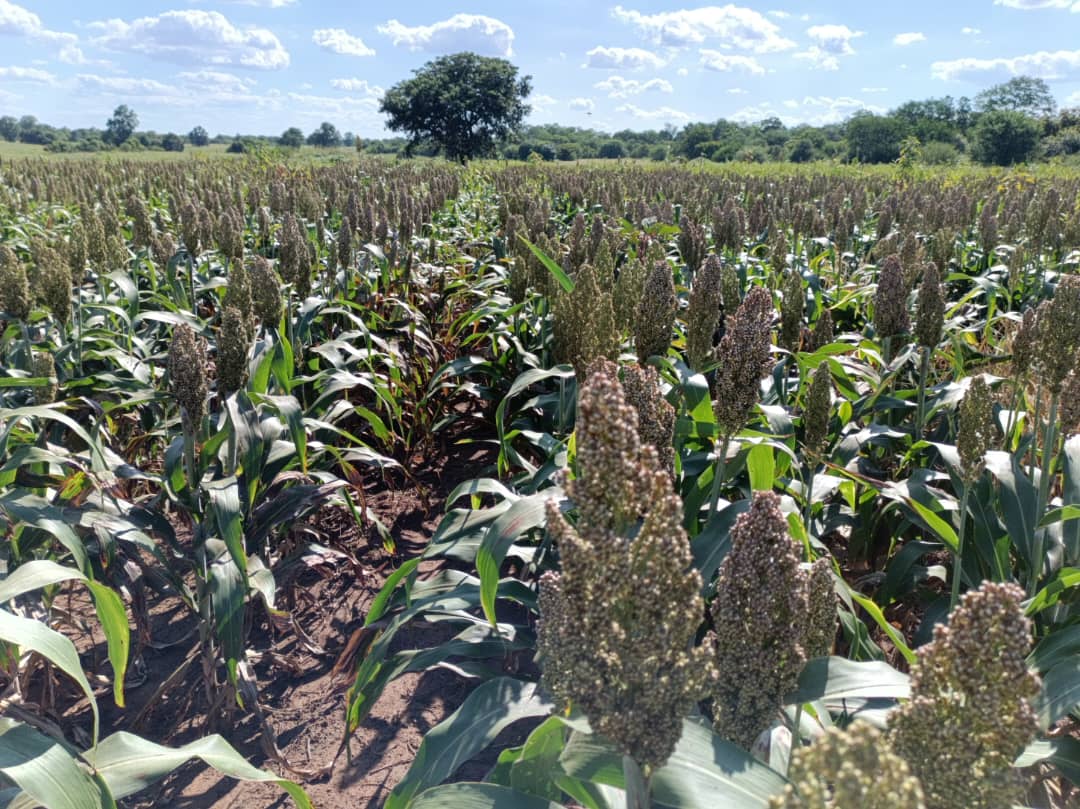 zfu_official's tweet photo. 300 chickens. 6ha sorghum. One determined young farmer.
Meet Parton Chitoro of Chiredzi North. #YoungFarmersFriday
https://t.co/9pqFSDillO https://t.co/Nd4FXm3o6g