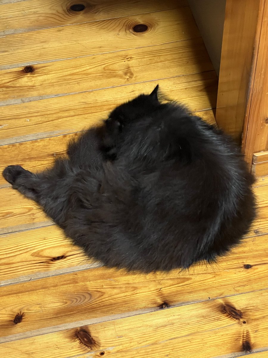 F2b84P's tweet photo. 我が家の猫ども🐾
#黒猫 https://t.co/xPhsyNzS53