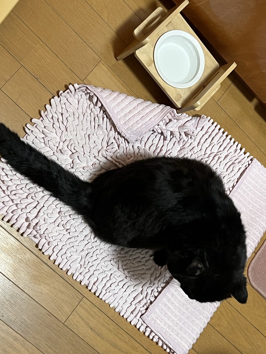 F2b84P's tweet photo. 我が家の猫ども🐾
#黒猫 https://t.co/xPhsyNzS53