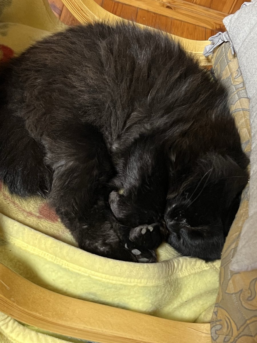 F2b84P's tweet photo. 我が家の猫ども🐾
#黒猫 https://t.co/xPhsyNzS53